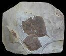 Two Fossil Leaves (Ampelopsis & Zizyphoides) - Montana #59780-1